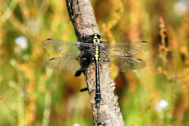 Libellula da ID